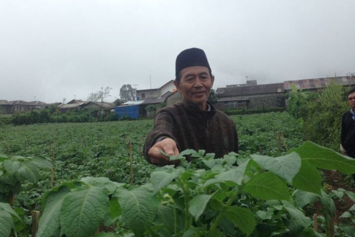 Petani Kentang dari Desa Batur, Kabupaten Banjarnegara, Ahmad Mu?tamir (64).(KOMPAS.com/NAZAR NURDIN)