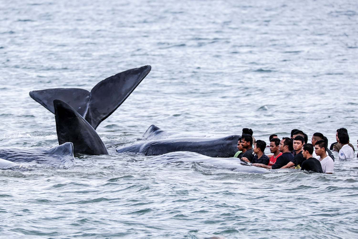 Petugas dari berbagai komponen dibantu warga berupaya mengevakuasi ikan paus yang terdampar di Pantai Ujong Kareung, Aceh Besar, Aceh, Senin (13/11). ANTARA FOTO/Irwansyah Putra