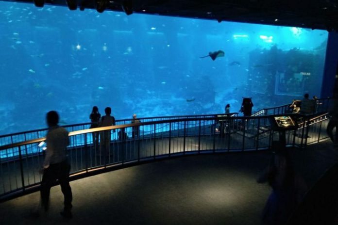 Area open ocean habitat di S.E.A. Aquarium, Singapura(KOMPAS.com/NIBRAS NADA NAILUFAR)